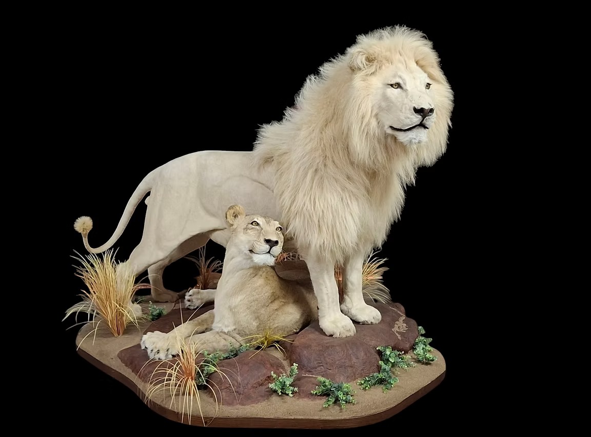 Zululand Taxidermy-huntandgun.co.za-hunt and gun